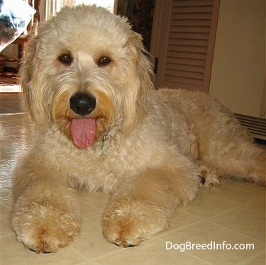 A Goldendoodle is laying on a tan tiled floor in front of a refrigerator with its tongue out looking happy.