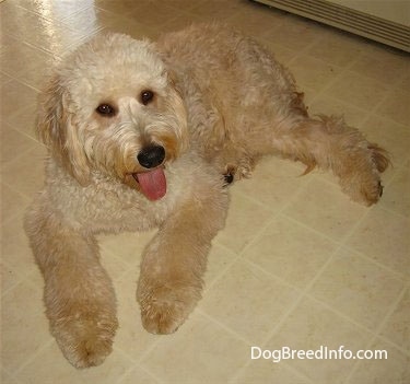 A Goldendoodle is laying on a tan tiled floor looking happy with its tongue out.