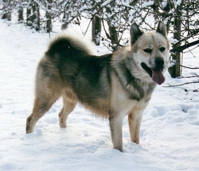 can a alaskan husky live in greenland