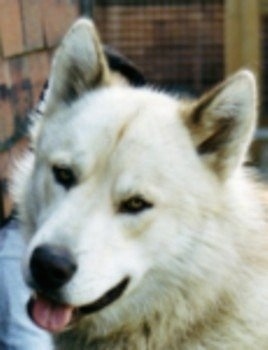 Close Up head shot - A white and tan Greenland Dog is sitting on a porch. Its mouth is open and tongue is out