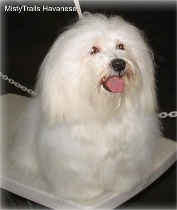 A white Havanese is sitting on a grooming table looking content and happy with its tongue sticking out.