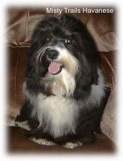 A black with white Havanese is sitting in the corner of a brown couch. Its mouth is open and tongue is out