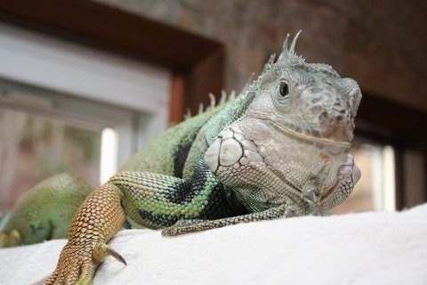 Close up front side view - An iguana is laying across the top of a couch and it looks like it is smiling.