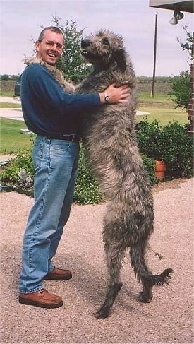 Pannello Decorativo Per Cane O Piano Cottura Irish Wolfhound: 30x15 Cm, PVC E Vinile, Resistente UV E Intemperie