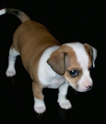 A tan with white Jack Chi puppy is standing on a black floor