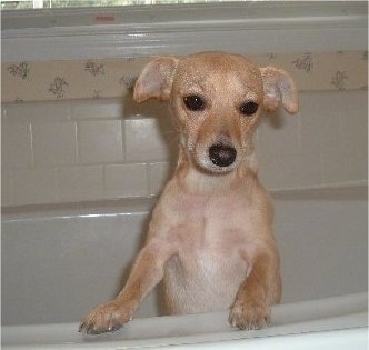 A wet tan Jack Chi is jumped up with its front paws on the side of a tub