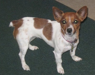 rat russell terrier