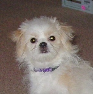 japanese chin and maltese mix