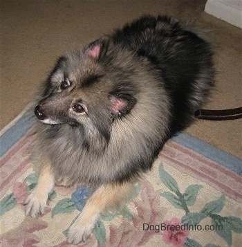 A Keeshond is laying with its front end on a throw rug and back end on a tan wall to wall carpet and looking up and to the left