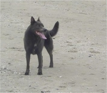 Smokey the Australian Kelpie standing on sand with its mouth open and tongue out