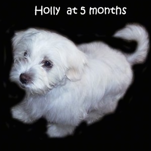 A white La-Chon puppy is composited on to a black background. It is looking to the left. The words - Holly at 5 months - are overlayed