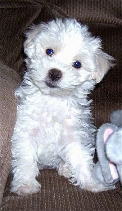 A white La-Chon puppy is sitting next to the arm of a brown couch. Its head is tilted to the right. There is a plush elephant doll next to it