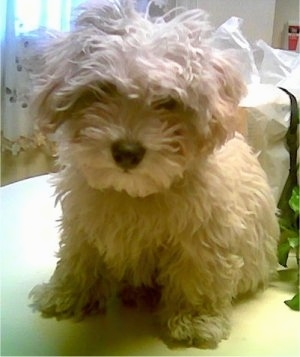 A fluffy tan La-Chon puppy is sitting on a white kitchen table and looking forward