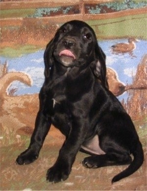 A black Labbe puppy is sitting on and in front of a blanket with a dog carrying a stick, water and a duck. The Labbe puppy is licking its mouth.