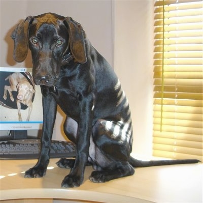 A shiny-coated black Labmaraner dog is sitting up on a desk next to a window and there is a computer behind it. The monitor has a picture of a chocolate Labmaraner laying in a dog bed and looking up