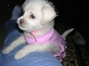 Close up - A small, white Lhasa-Poo puppy is standing with its front paws over the top of a persons leg and looking forward. It is wearing a pink shirt.