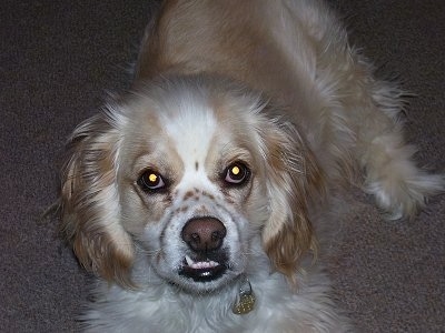 A tan with white Lhasalier dog is laying on a carpet and looking up. It has an underbite and one of its bottom canine teeth is on the outside of its top lip.