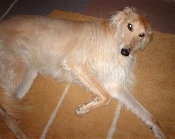 A long-haired tan with white Lurcher is laying on its left side on a rug and it is looking up.