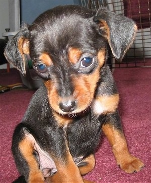 Close up - A black and tan Meagle puppy is sitting on a red carpet with its head down but looking forward.