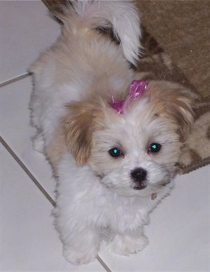 A little white with tan and black Mal-Shi puppy is standing on a white tiled floor next to a tan throw rug and there is a pink ribbon in its hair.