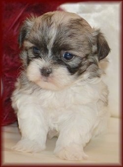 A little white with tan and black Mal-Shi puppy is sitting on a couch. It is looking down and to the left.