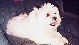 Side view - A tan Mal-Shi puppy is laying in a blue recliner looking to the right with its mouth open and tongue showing.