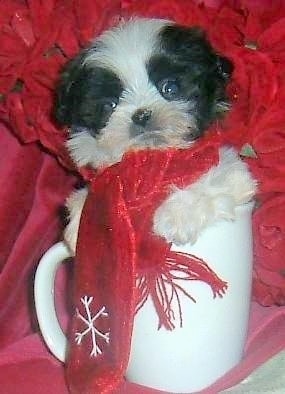 A small black and white Mal-Shi puppy is sitting in a white coffee cup wearing a red scarf that has a snowflake on it. There are red flowers and a red blanket behind it.