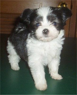 A black and white Papitese puppy is standing on a green surface and it is looking forward.