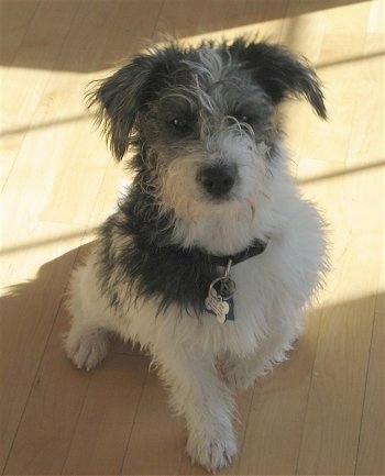 maltese and schnauzer mix