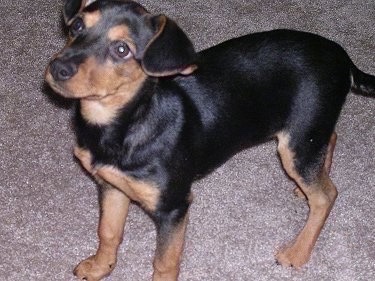 Side view - A black and tan Meagle puppy is looking up and to the left. Its ears are flopped over.