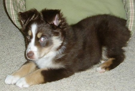 Side view - A brown with tan and white Miniature Australian Shepherd puppy is laying on a carpet. There is a green dog bed behind it. The dog is looking to the right out of the corner of its eye.
