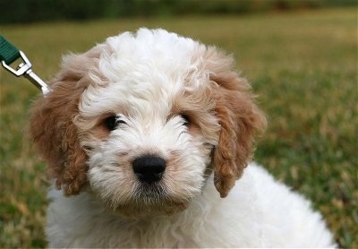 How much are goldendoodles