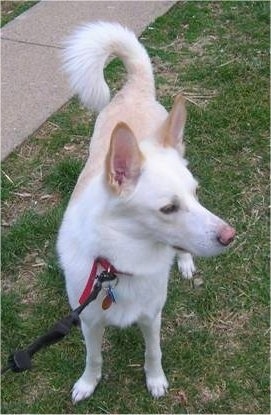 View from the top looking down at the dog - A white with tan Alaskan Husky/German Shepherd mix is standing in grass and looking to the right. It has perk ears and a ring tail that is curled up over its back.