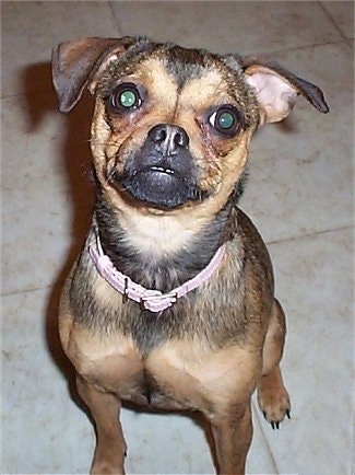 Front view shot - a tan with black Muggin dog is wearing a pink collar sitting on a white tiled floor looking up.