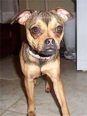 Close up view from the front - A tan with black Muggin is standing on a tan tiled floor looking forward.