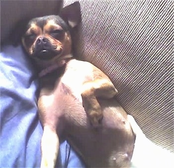 miniature pinscher pug mix muggin breed information and pictures miniature pinscher pug mix muggin breed information and pictures