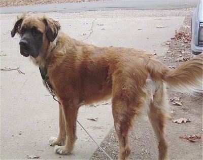 A longhaired, brown with white and black Nebolish Mastiff is standing in a driveway looking to the left. There is a vehicle behind it.