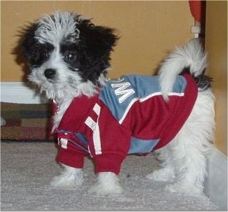 Close up side view - A shaggy, medium-haired, white with black Papichon dog wearing a red and gray doggie jacket standing on a tan carpeted floor with its backside against a yellow wall.