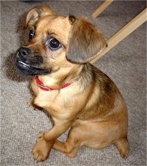 A brown with black Peagle puppy is wearing a red collar sitting on a tan carpet looking up and to the left.