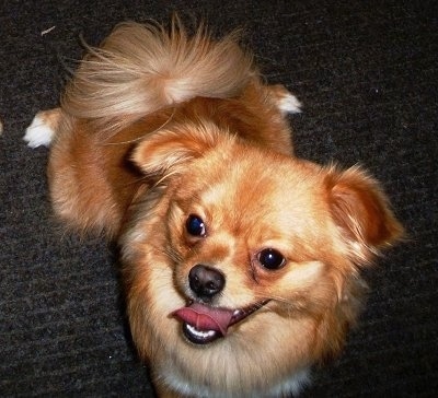 A happy looking tan with white Peek-A-Pom dog is laying out on a carpet and it is looking to the left. Its mouth is open and tongue is out.