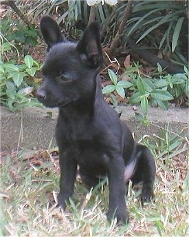 Front side view - A black Pomchi puppy is sitting on grass and it is looking down and to the left.