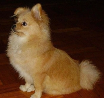 Left Profile - A red and tan with white Pomchi is sitting on a hardwood floor and it is looking up and to the left. One of its ears is down and the other is standing up.