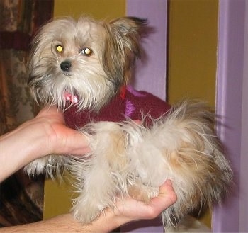 A tan, white and black Maltipom puppy is wearing a maroon sweater being held in the air by a persons handds in front of a yellow and pink wall.