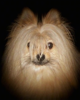 Close up headshot - A long-coated tan with white and black Maltipom dog. There are long hairs hanging in front of the dog's eyes.
