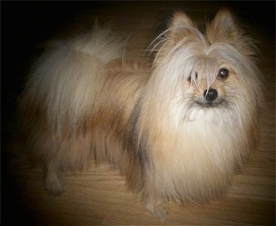 Maltipom Dog Breed Pictures