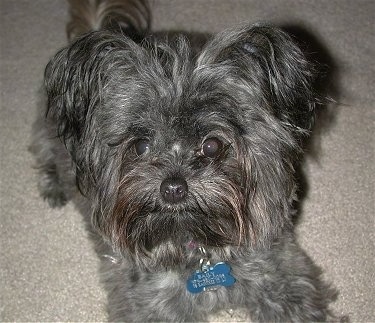 Close up - A black with gray Pomapoo dog is laying on a carpet and it is looking up.