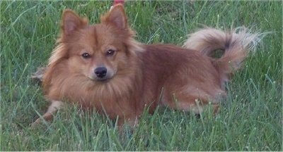 The left side of a red Pomimo dog laying in grass looking forward. It looks like a fluffy fox.