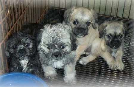 pug poodle mix