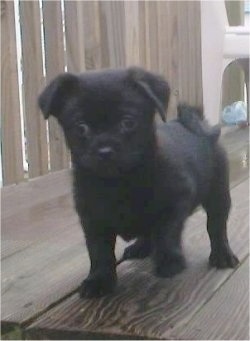 pug poodle mix puppies for sale