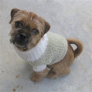 Topdown view of a tan Pugshire that is wearing a light green and white sweater and it is looking up and forward. Its head is slightly tilted to the right.